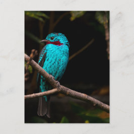 Spangled cotinga vykort