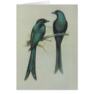 Spangled Drongo - Dicrurus hottentottus Hälsningskort