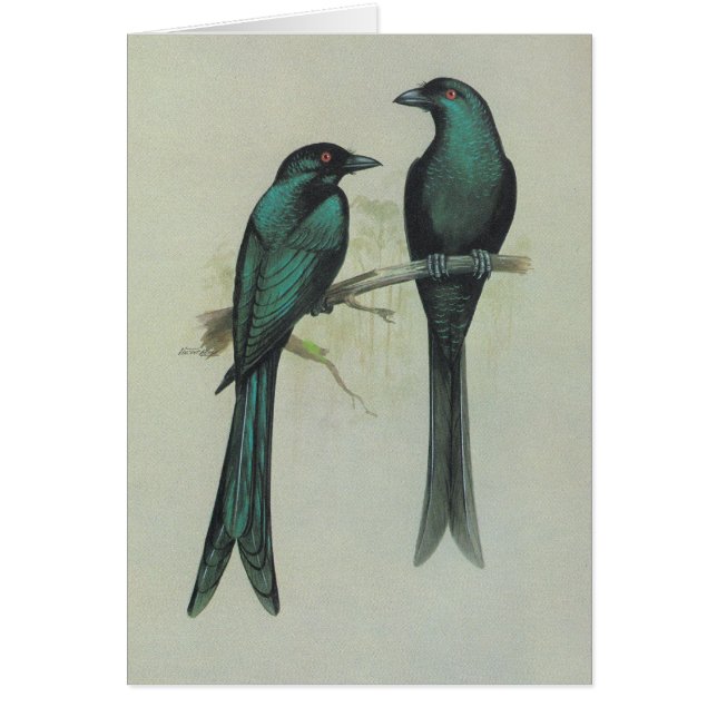 Spangled Drongo - Dicrurus hottentottus Hälsningskort (Framsidan)