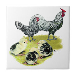 Spangled Hamburgfamilj Kakelplatta