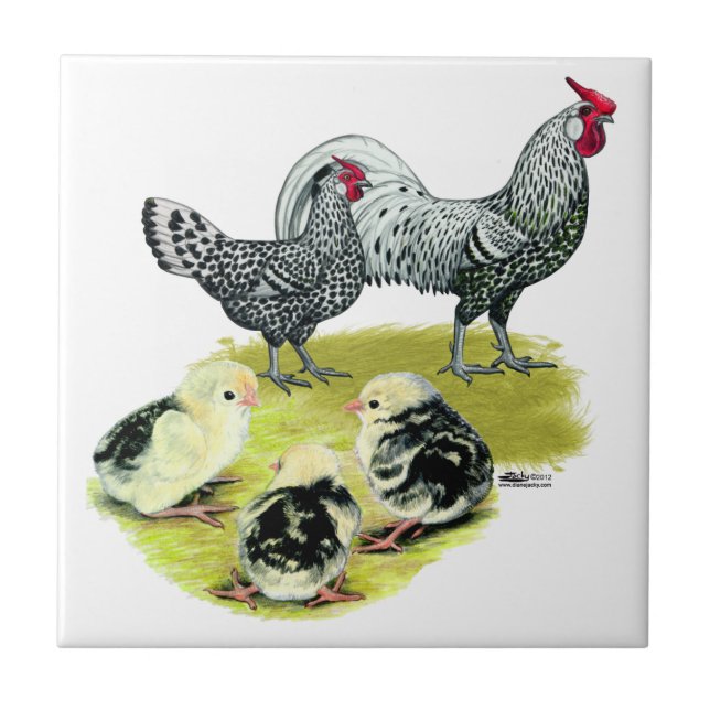 Spangled Hamburgfamilj Kakelplatta (Framsidan)
