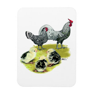Spangled Hamburgfamilj Magnet