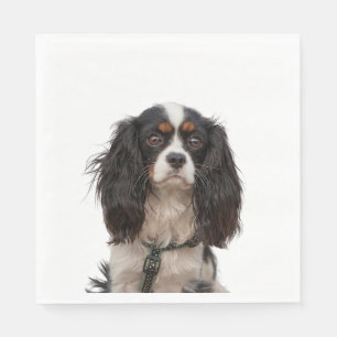 SPANIEL 1A PAPPERSSERVETT