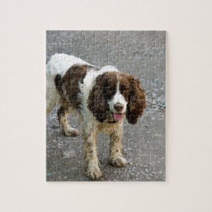 spaniel för engelsk springer full.png pussel