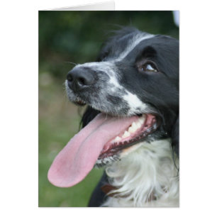 Spaniel för engelsk Springer Hälsningskort