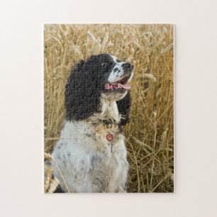 spaniel för engelsk springer i wheat.png pussel