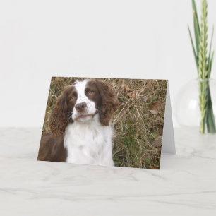 Spaniel för engelsk Springer - man bästa vän Kort