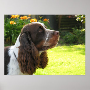Spaniel för engelsk Springer Poster