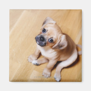 Spaniel för kung Charles för mops arg stolt Magnet