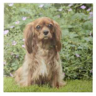 Spaniel för kung Charles för Ruby stolt i gräse Kakelplatta