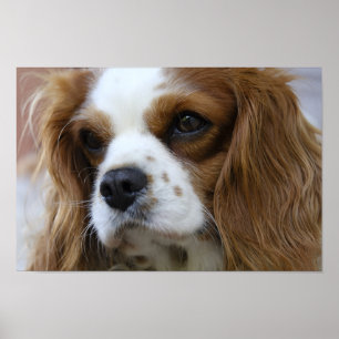 Spaniel för kung Charles Poster