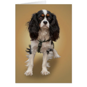 SPANIEL HÄLSNINGSKORT