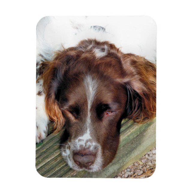 SPANIEL HUND MAGNET (Vertikal)