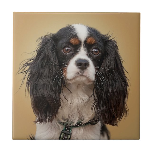 SPANIEL KAKELPLATTA (Framsidan)