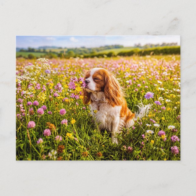 Spaniel sniffar blomma på sommaräng vykort (Framsida)