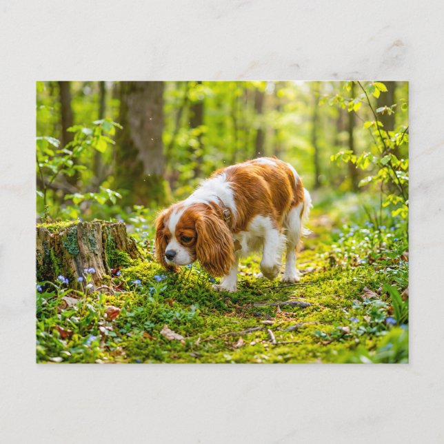 Spaniel som går genom en ljus vårskog vykort (Framsida)
