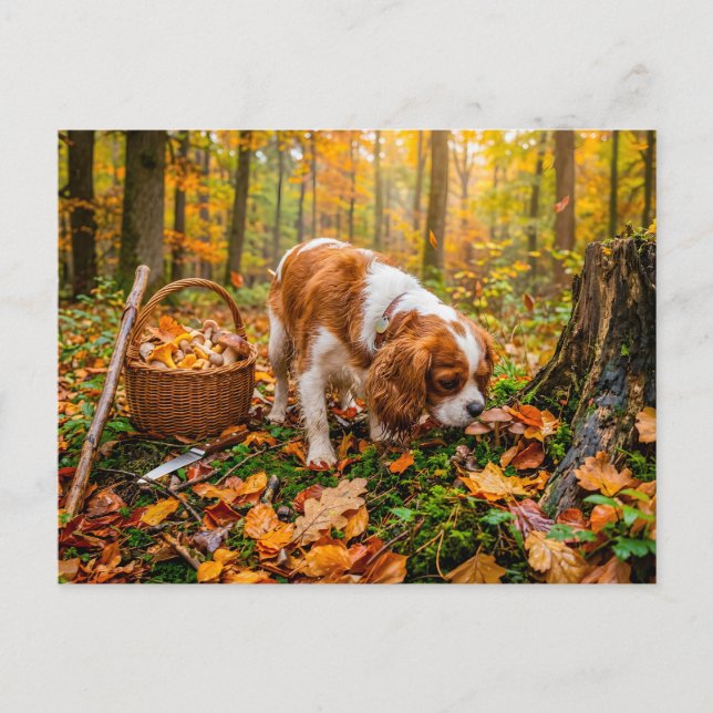 Spaniel svampjakt i höstskog vykort (Framsida)