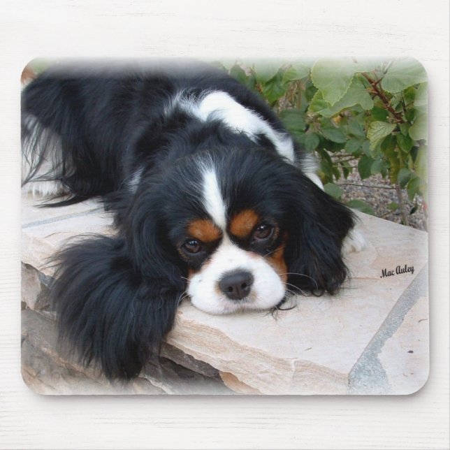 Spanielmusen för kungen Charles vadderar Musmatta (Framsidan)