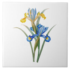 Spanish iris by Pierre-Joseph Redouté Kakelplatta