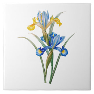 Spanish iris by Pierre-Joseph Redouté Kakelplatta