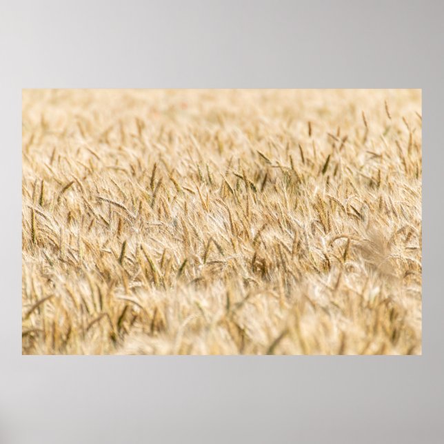 Spannmål, moget jordbruk poster (Framsidan)