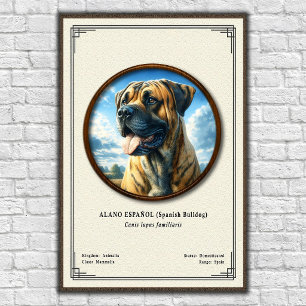 Spansk Bulldog (Alano Español) Zoologi Serie Poster
