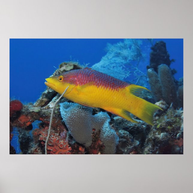 Spansk Hogfish Poster (Framsidan)