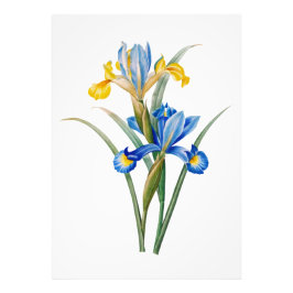 Spansk iris av Pierre-Joseph Redouté Fototryck