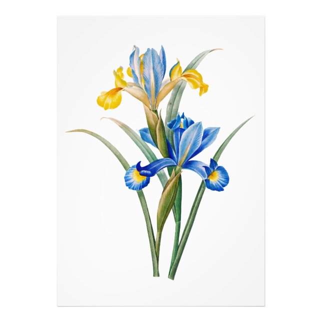 Spansk iris av Pierre-Joseph Redouté Fototryck (Framsidan)
