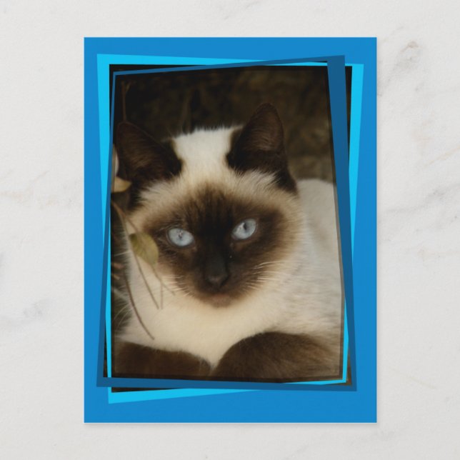 Spansk katt 1 vykort (Framsida)