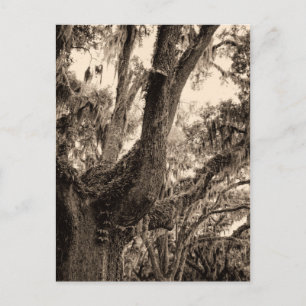 Spansk moss Adorned Live Oak in Sepia Tones Vykort