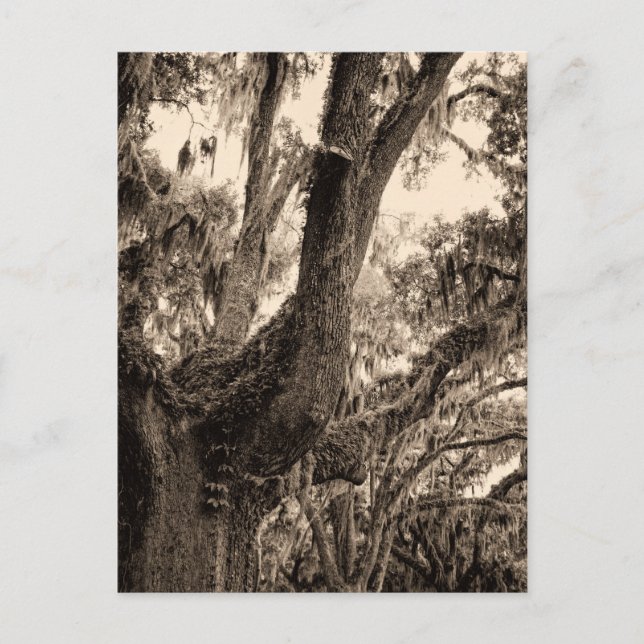 Spansk moss Adorned Live Oak in Sepia Tones Vykort (Framsida)