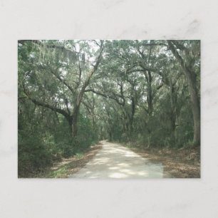 Spansk Moss, Georgetown County, SC Vykort