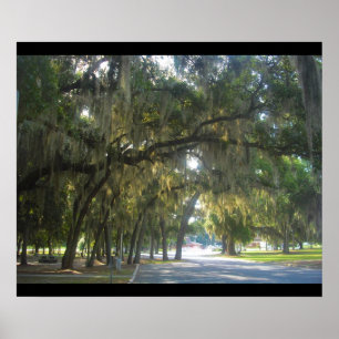 Spansk Moss i Georgia Poster