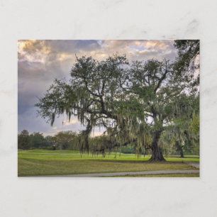 Spansk mossa på levande ek i New Orleans Vykort