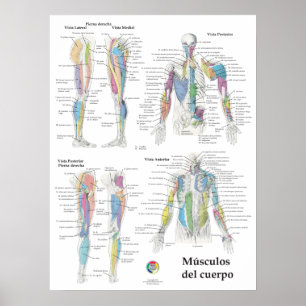 Spansk muskelanatomi diagram poster