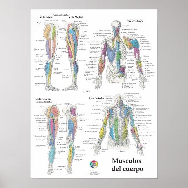 Spansk muskelanatomi diagram poster (Framsidan)
