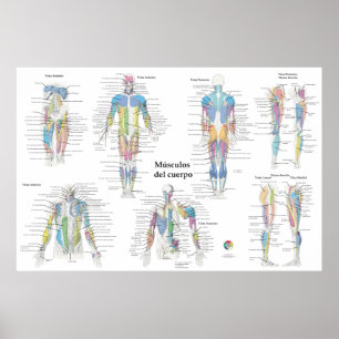Spansk muskelanatomi diagram poster