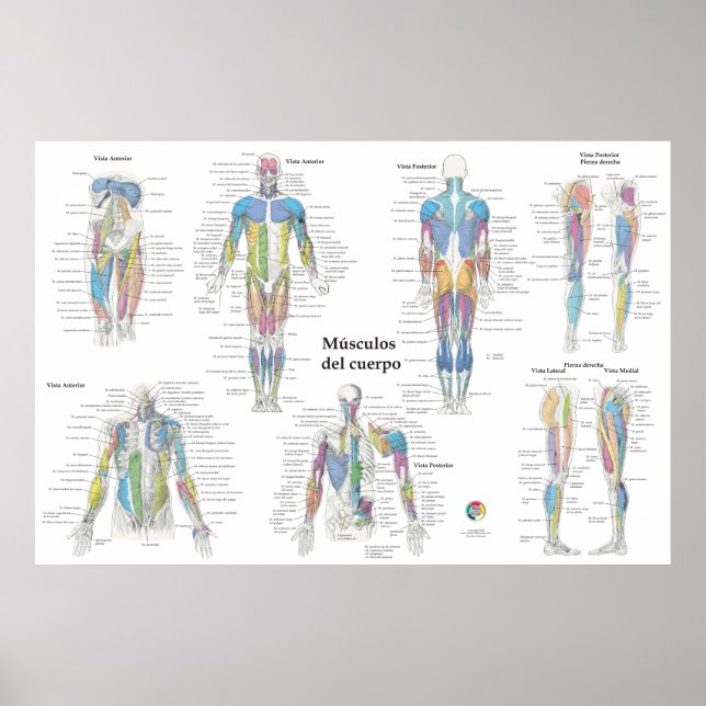 Spansk muskelanatomi diagram poster (Framsidan)