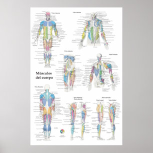 Spansk muskelanatomi diagram poster
