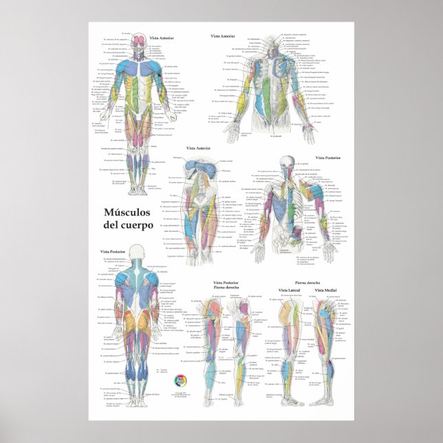 Spansk muskelanatomi diagram poster (Framsidan)
