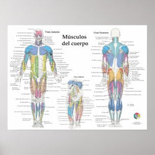 Spansk muskelanatomi diagram poster