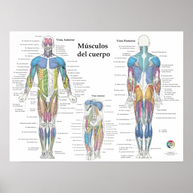 Spansk muskelanatomi diagram poster (Framsidan)