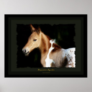 Spansk Mustang Foal Art-utskrift Poster