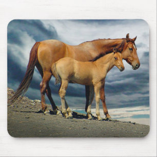 Spansk MustangMare Musmatta