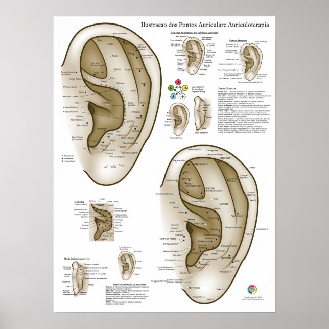 Spansk öronakupunkturdiagram poster (Framsidan)