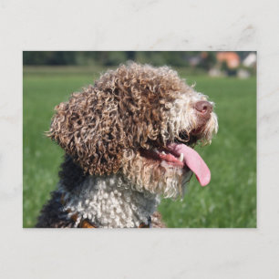 Spansk vattenhund vykort