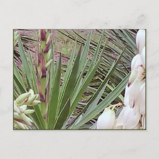 Spanska Bayonet Yucca-Blommar Vykort
