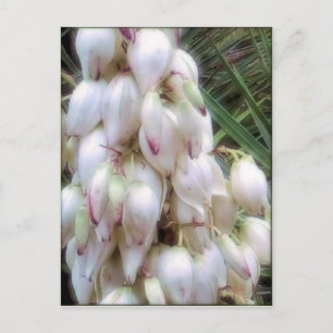 Spanska Bayonet Yucca Flowers Vykort