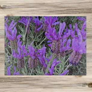 Spanska Blommigten Lavender Blooms